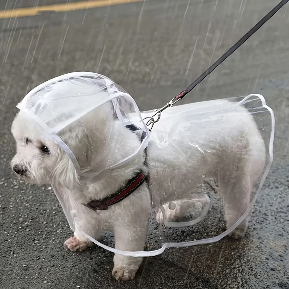 Chien en imperméable transparent sous la pluie