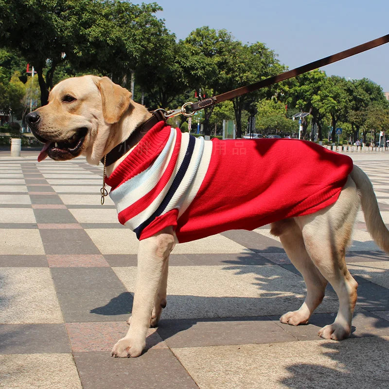 Chien portant le pull