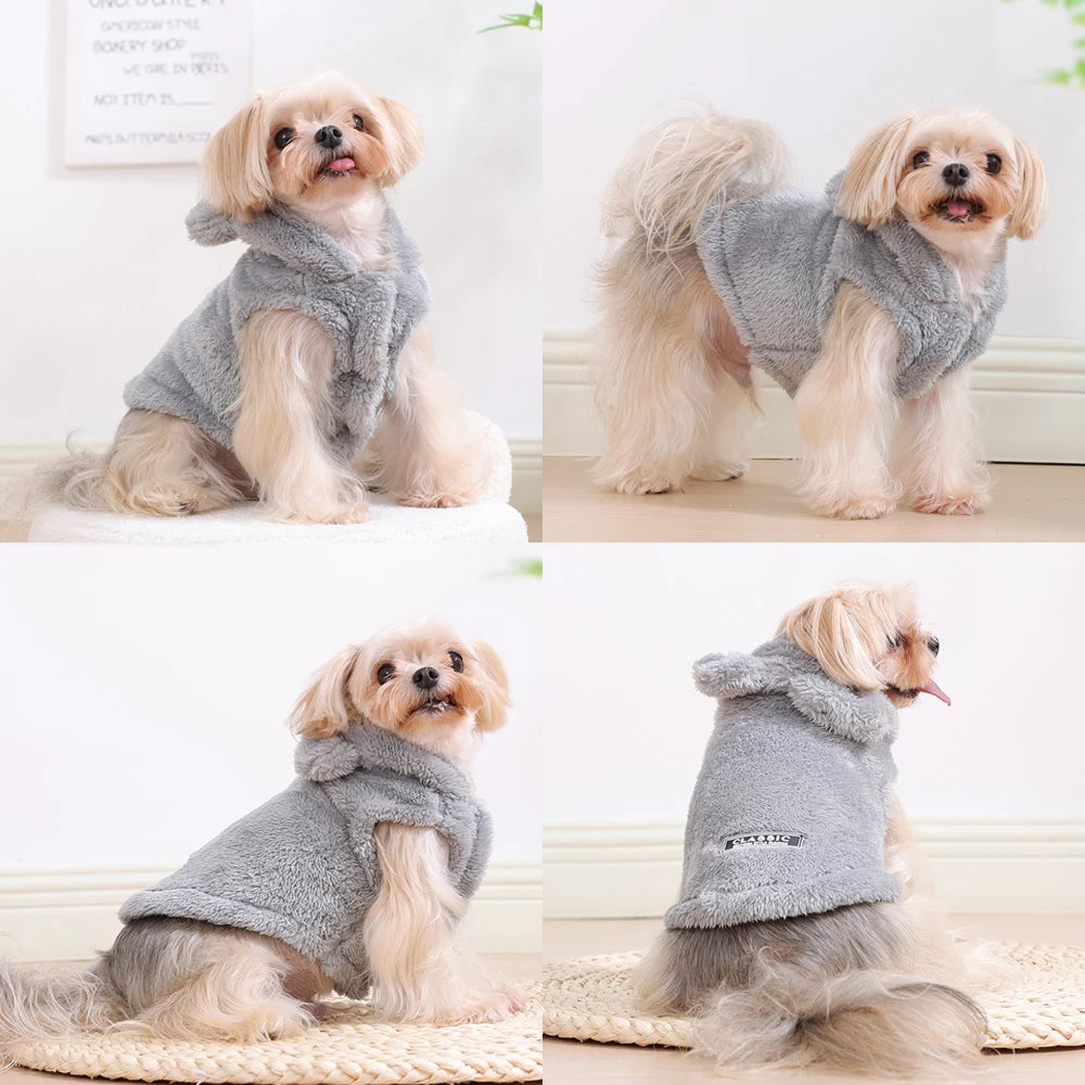 Petit chien portant le manteau polaire