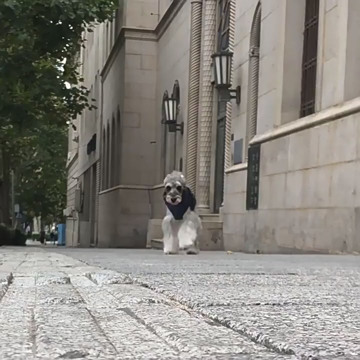 Doudoune Harnais Alpine portée par des chiens, en vidéo