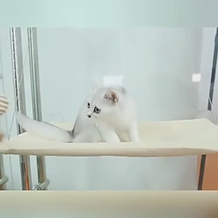 Vidéo du hamac pour chat Azur