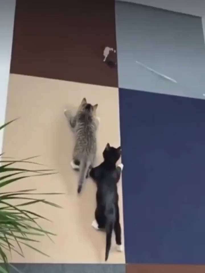 Vidéo du rouleau griffoir à coller