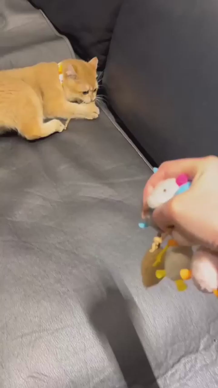 Vidéo des souris à l'herbe à chat