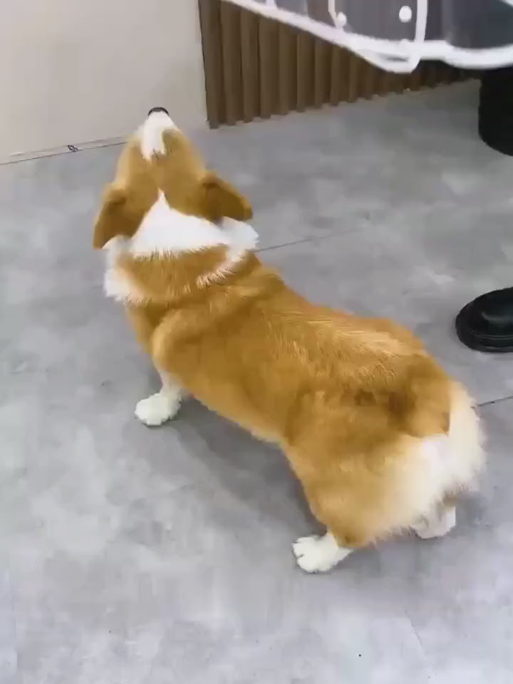 Imperméable Cristal porté par un chien, en vidéo